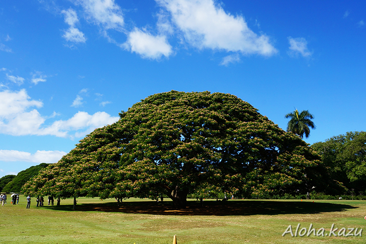 この木なんの木日立の樹の詳細と行き方 はじめてのハワイ オアフ島