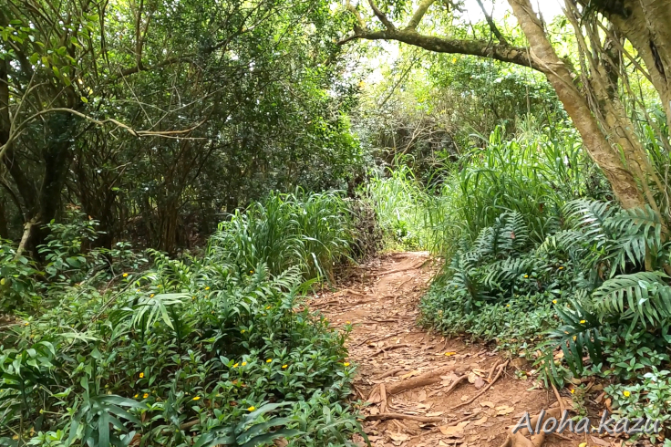 プウマエリエリ道のり
